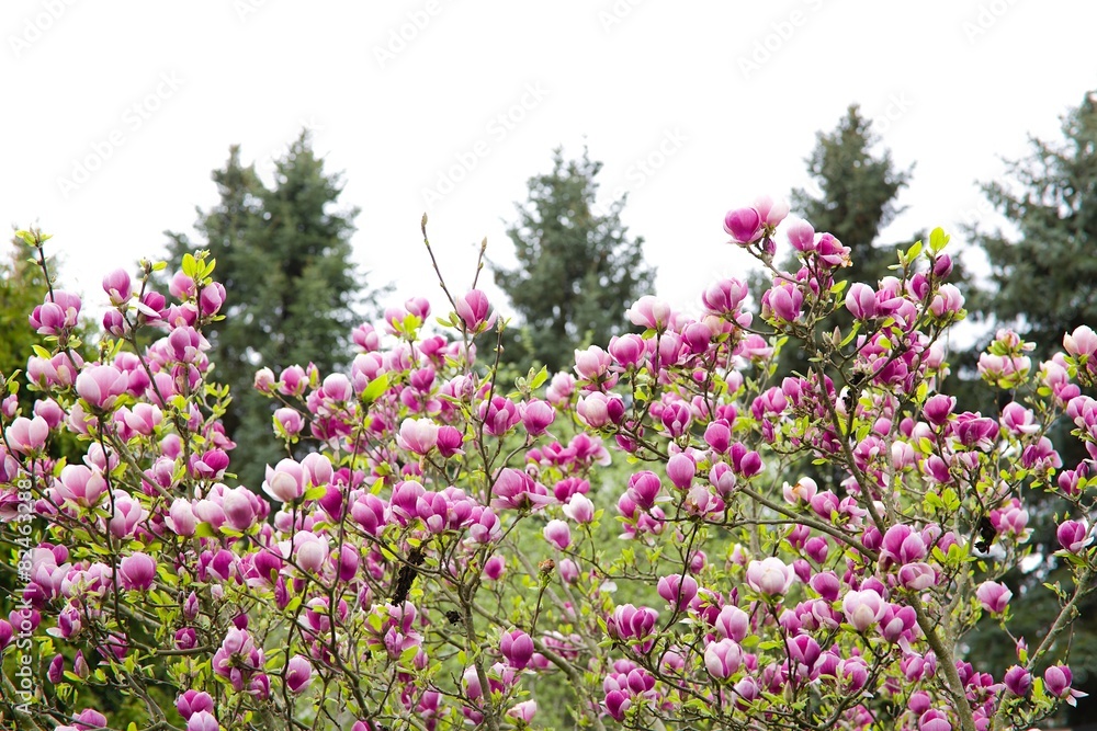 A fully bloomed pink magnolia flower on a sback garden background. A fully bloomed pink magnolia flower on a sback garden background.