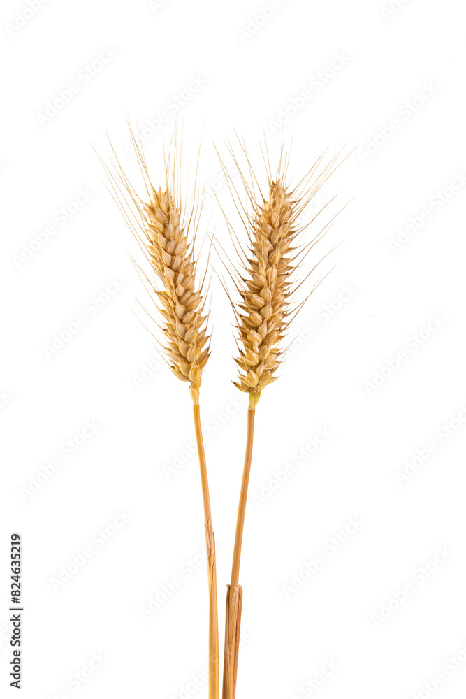 two ripe golden wheat ears isolated on white background. two ripe golden wheat ears isolated on white background.