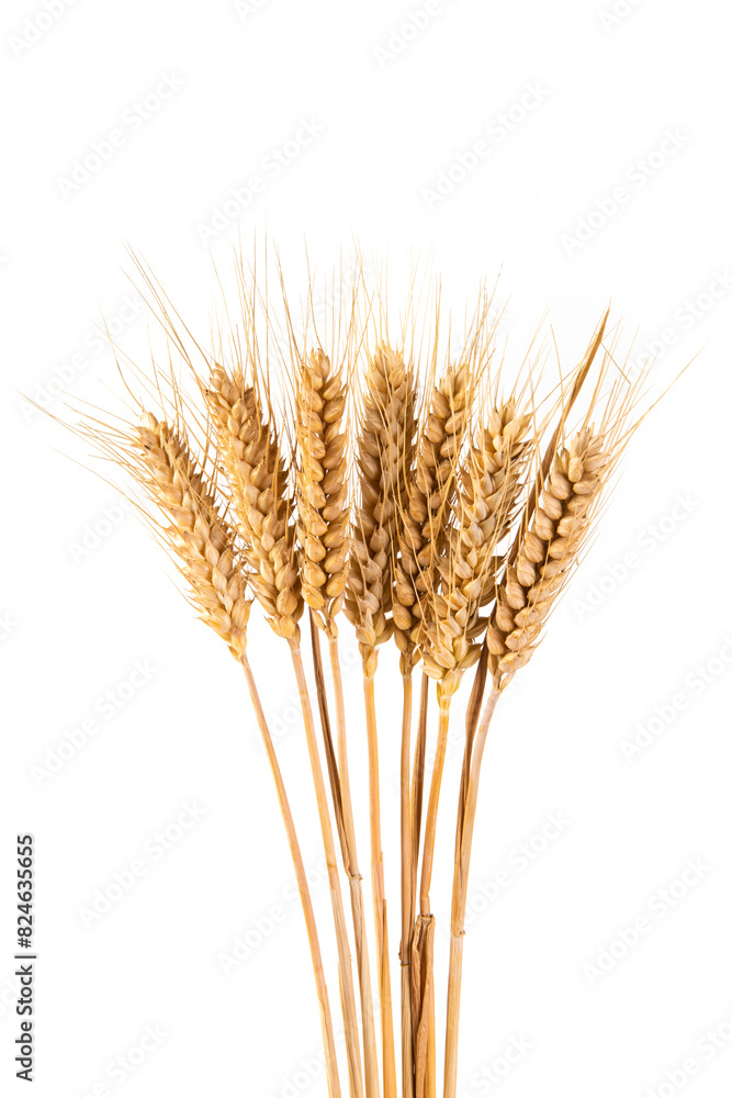 Fototapeta premium bunch of ripe golden wheat ears isolated on white background.