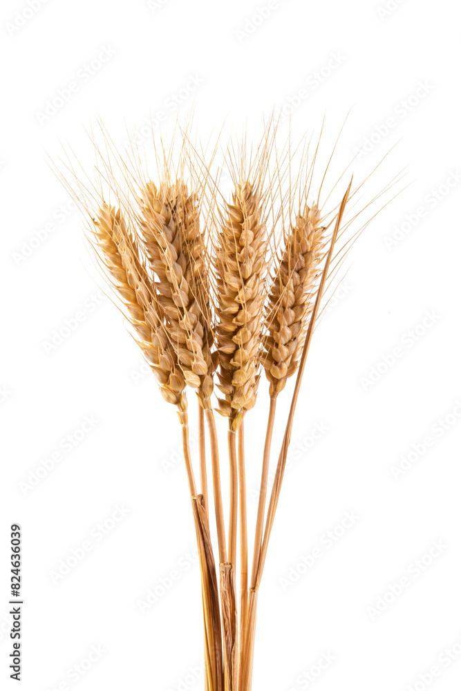 bunch of ripe golden wheat ears isolated on white background. bunch of ripe golden wheat ears isolated on white background.