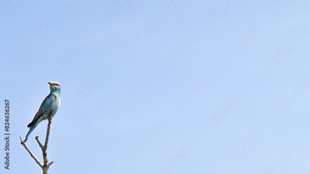 Obraz premium European roller (Coracias garrulus) perched on a branch on a blue sky background. Ornithology. Bird.