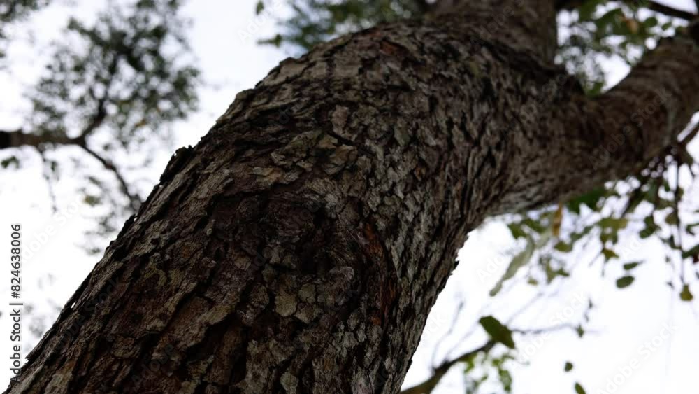 Looking up a tall tree trunk on a sunny day. Looking up a tall tree trunk on a sunny day.