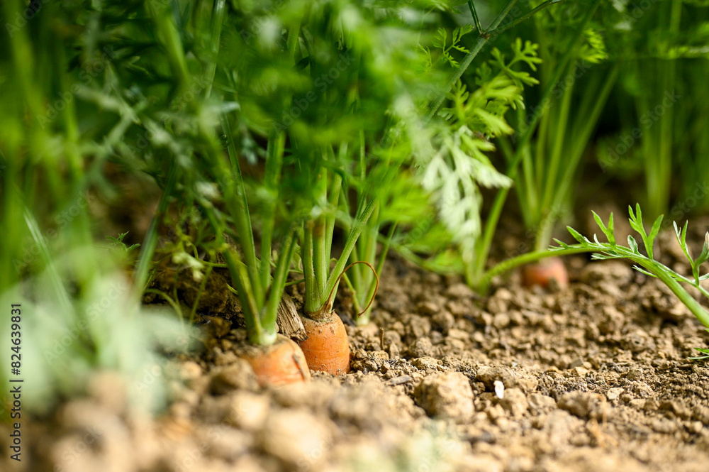 Carrots in the soil Carrots in the soil