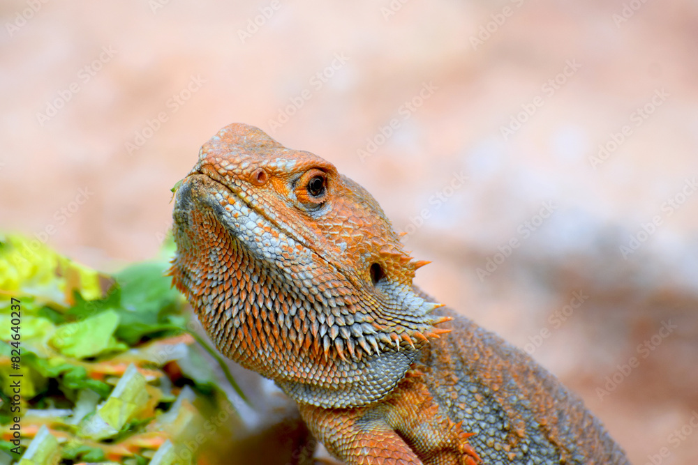 Obraz premium Agama brodata podczas posilku