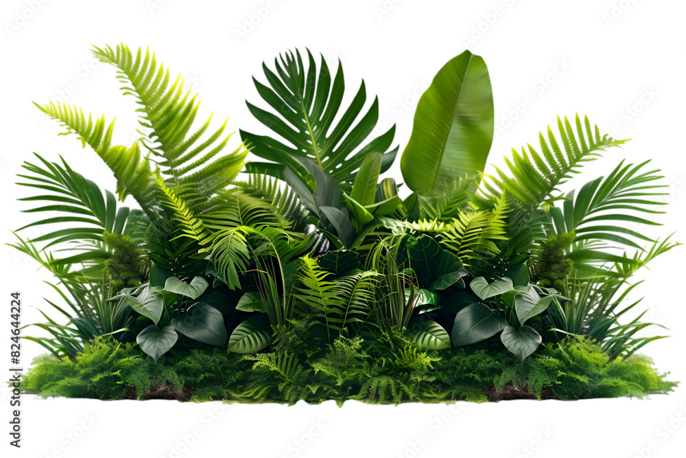 Tropical leafy tree on transparent background
Tropical leafy tree on transparent background
