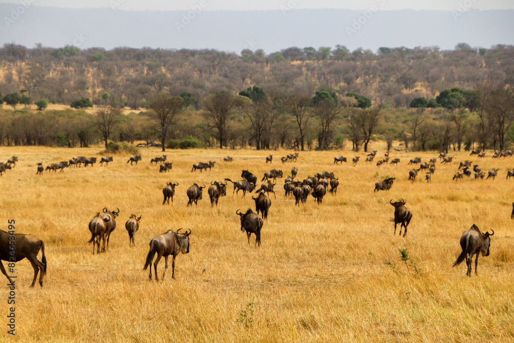 Obraz premium herd of wildebeest, great migrations in serengeti national park 