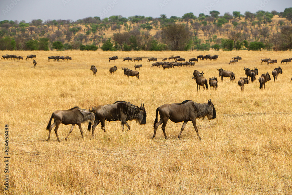 herd of wildebeest, great migrations in serengeti national park herd of wildebeest, great migrations in serengeti national park