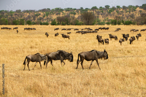 herd of wildebeest  great migrations in serengeti national park 