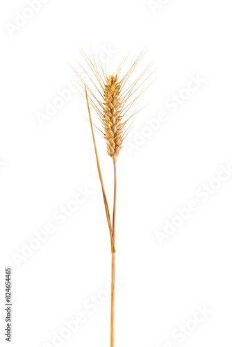 a ripe golden wheat ear isolated on white background.