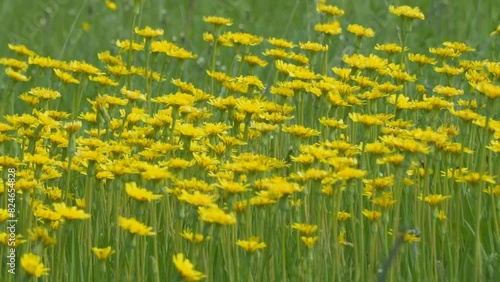 A clearing of bright yellow flowers in a green meadow. Wall Hawkweed or Hieracium murorum photo