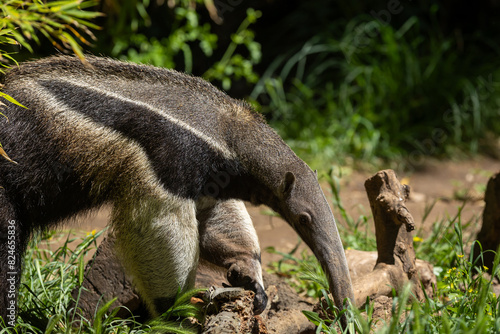Giant anteater (Myrmecophaga tridactyla), looking for ants to feed on. photo
