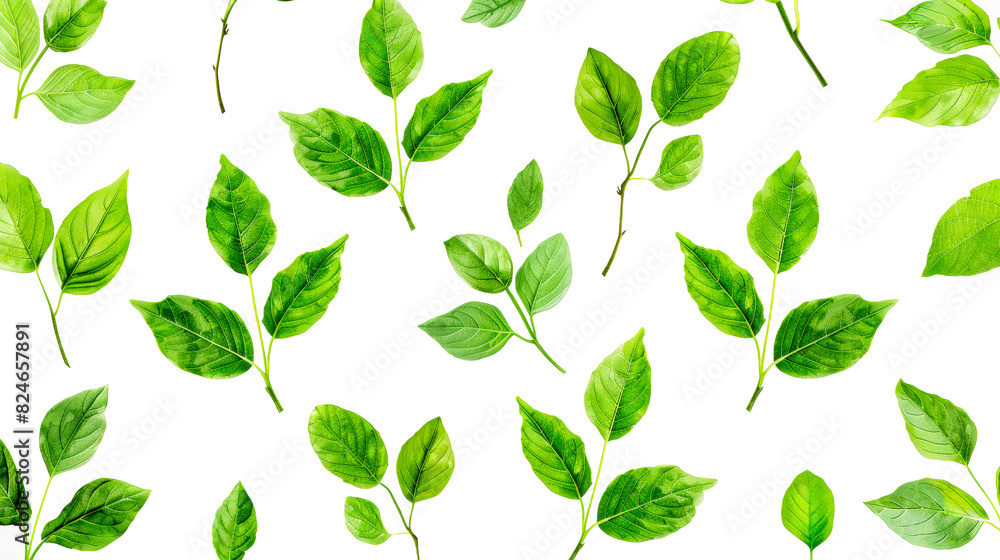 Bright green leaves with different shapes on a white background creating a fresh arrangement Bright green leaves with different shapes on a white background creating a fresh arrangement