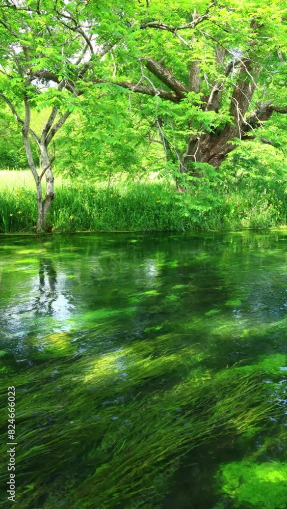 vertical video of river in forest vertical video of river in forest
