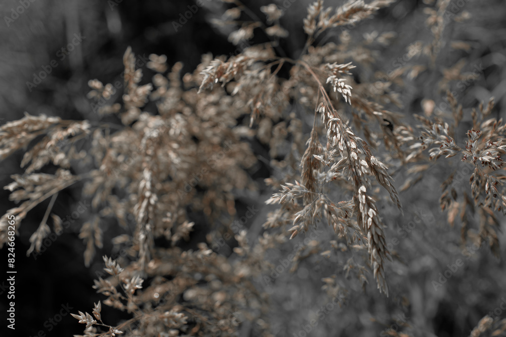 Fine dry grasses in closeup countryside sunset mood Fine dry grasses in closeup countryside sunset mood