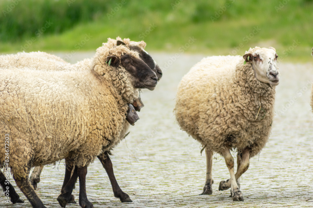 three quiet sheep on a rural cobblestone road three quiet sheep on a rural cobblestone road