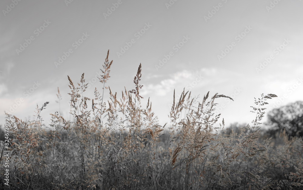Obraz premium Fine dry grasses in closeup countryside sunset mood