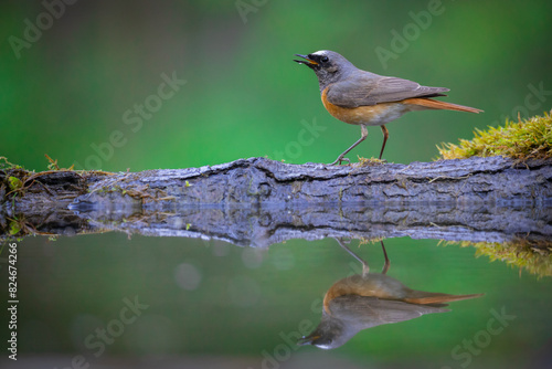 Bird Redstart Phoenicurus phoenicurus small bird on green background spring time bird drinking water on forest pond