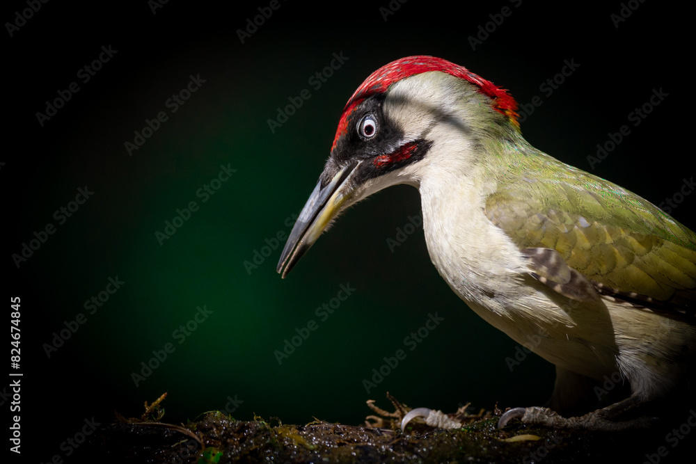 Bird - Green woodpecker Picus viridis on forest pond, bird drinking water, wildlife Poland Europe