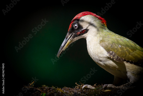 Obraz na płótnie Bird - Green woodpecker Picus viridis on forest pond, bird drinking water, wildlife Poland Europe w salonie