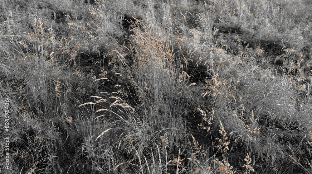 Fine dry grasses in closeup countryside sunset mood Fine dry grasses in closeup countryside sunset mood