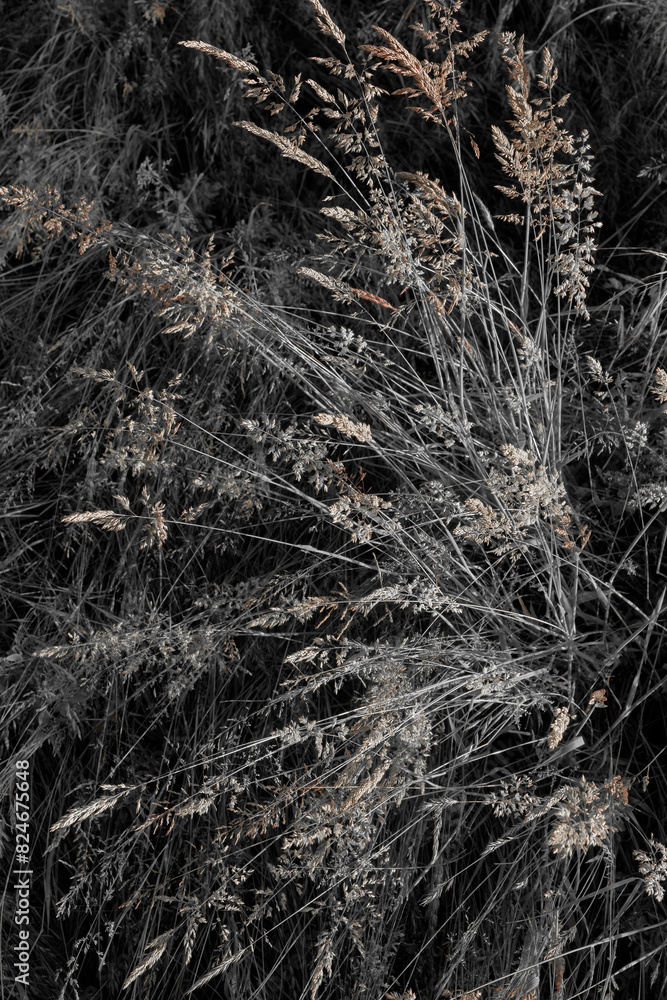 Fine dry grasses in closeup countryside sunset mood Fine dry grasses in closeup countryside sunset mood