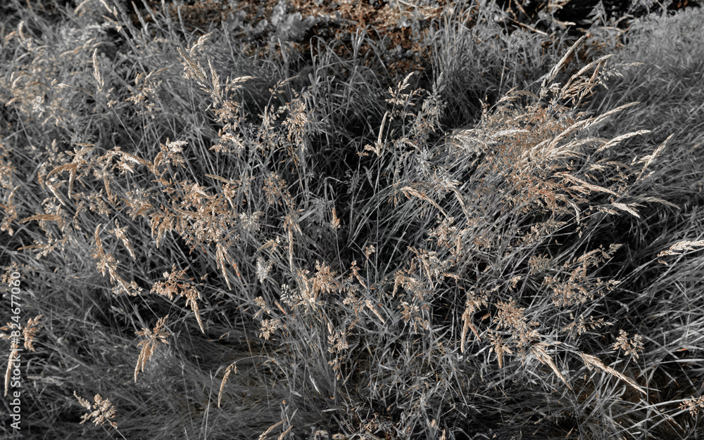 Fine dry grasses in closeup countryside sunset mood Fine dry grasses in closeup countryside sunset mood