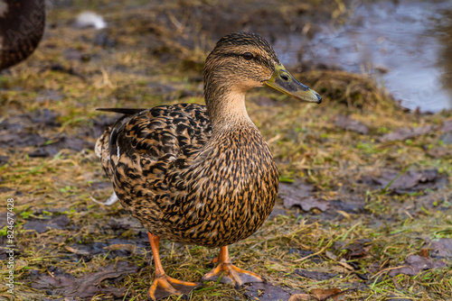 March 22, 2024. Russia. Rzhev. Ducks in the pond of the city park.