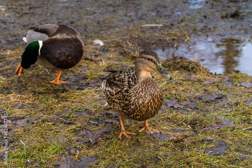March 22, 2024. Russia. Rzhev. Ducks in the pond of the city park.