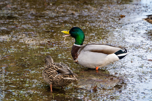 March 22, 2024. Russia. Rzhev. Ducks in the pond of the city park.
