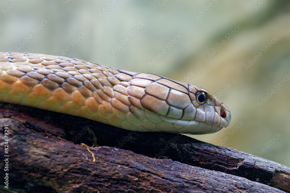 Head of a King Cobra, Ophiophagus hannah, against soft bokeh background with space for text. The longest venomous snake in the world and endemic to Asia. Head of a King Cobra, Ophiophagus hannah, against soft bokeh background with space for text. The longest venomous snake in the world and endemic to Asia.