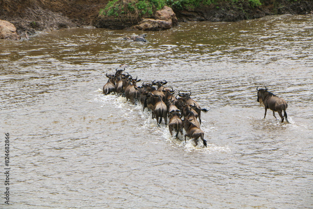 Naklejka premium Great migrations of wildebeest in Mara River, Serengeti national park 