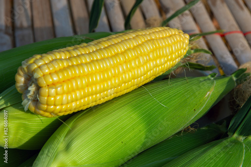 Freshly picked corn from the organis farm for healthy food.