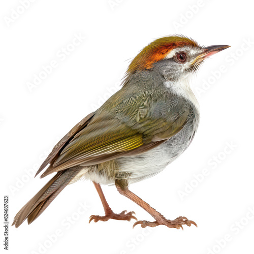 Tailorbird side view full body isolate on transparency background PNG photo