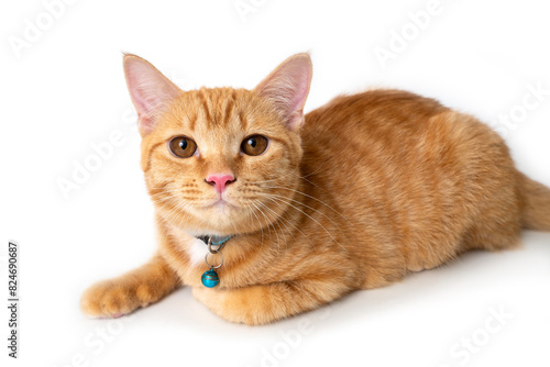 Cute orange cat lying down and looked at camera.