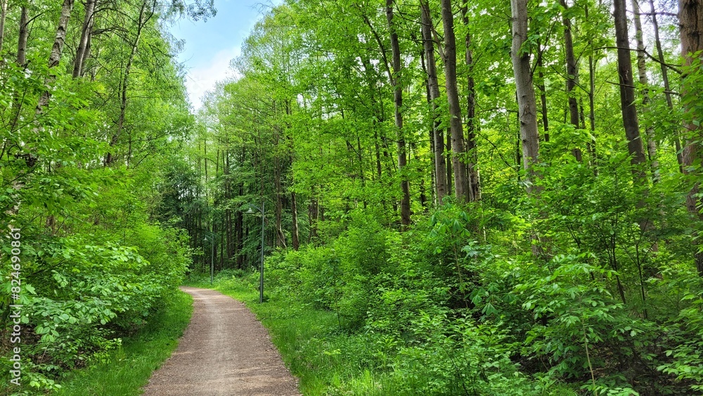 Naklejka premium Forest