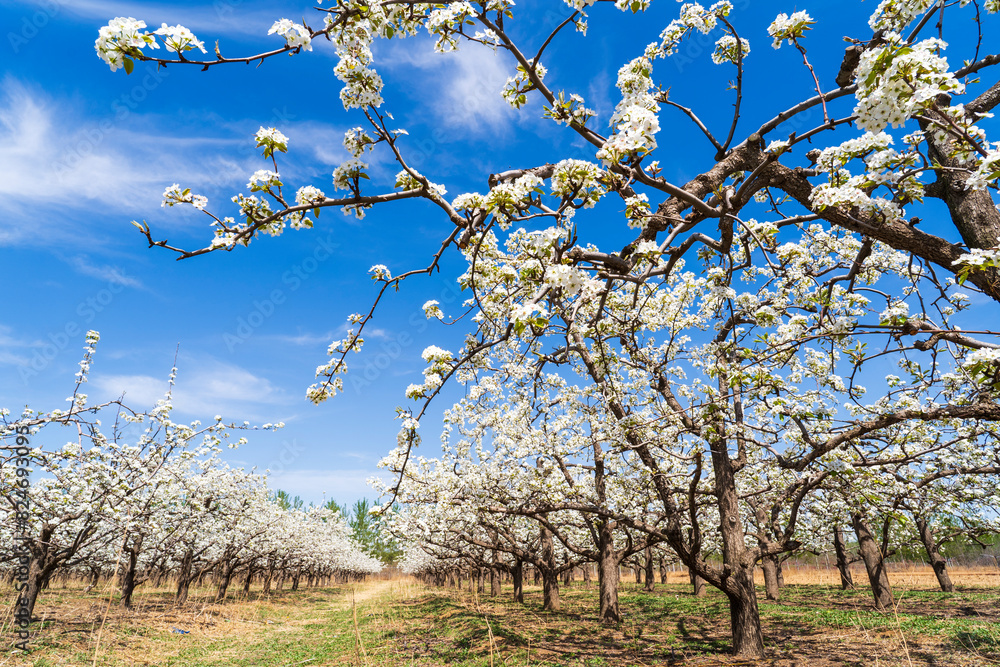 Fototapeta premium Pear flowers bloom in spring