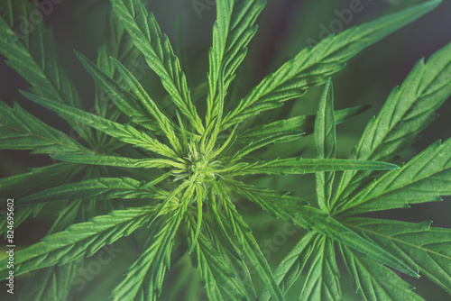Beautiful lush green leaves, foliage of a Cannabis Indica - Marijuana - Hemp - weed plant in its vegetative growing stage