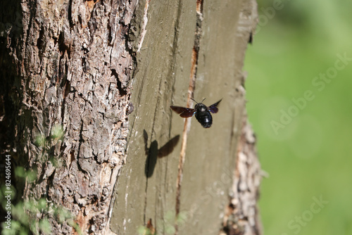 Solitary bee, Violet Carpenter bee Xylocopa violacea is bringing pollen to its nest in a old fruit tree.