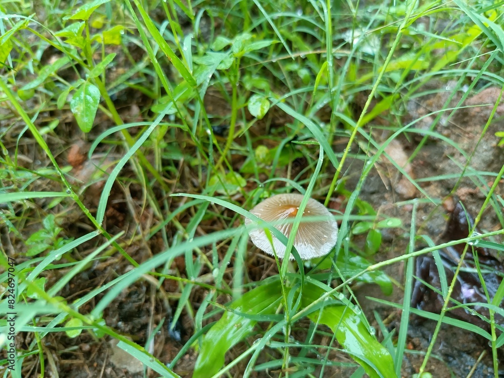 A mushroom or toadstool is the fleshy, spore-bearing fruiting body of a fungus, typically produced above ground A mushroom or toadstool is the fleshy, spore-bearing fruiting body of a fungus, typically produced above ground