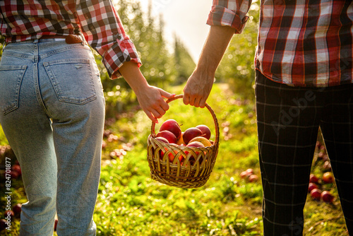 Picking apples. Man and girl with a full basket of red apples in the garden. Organic apples. Woman and man harvesting apples. Hands, apple in basket photo