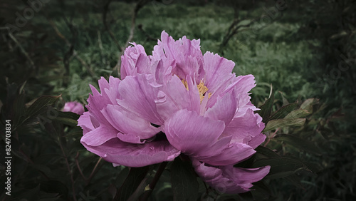 romantic and delicate peony blooming in spring