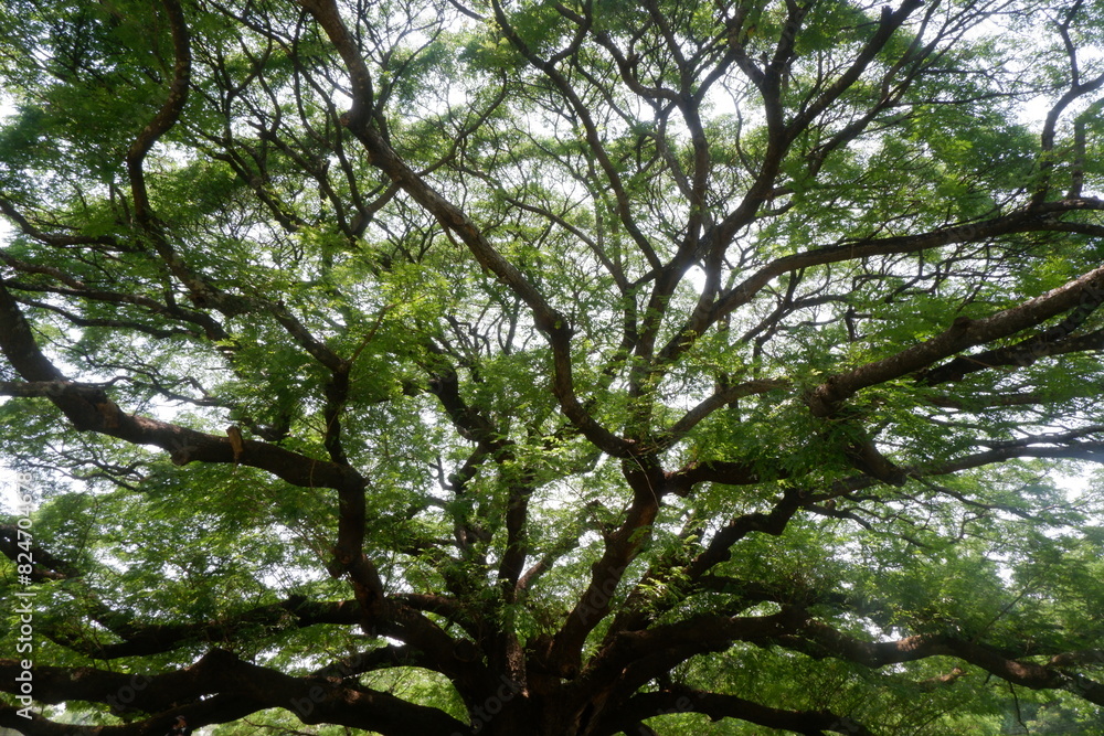 Landscape frame of a very large evergreen Rain tree, one of landmarks at Kanchanaburi Landscape frame of a very large evergreen Rain tree, one of landmarks at Kanchanaburi