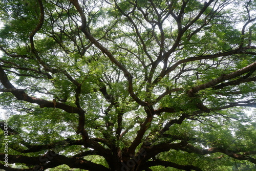 Landscape frame of a very large evergreen Rain tree, one of landmarks at Kanchanaburi