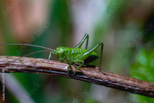sauterelle criquet vert 