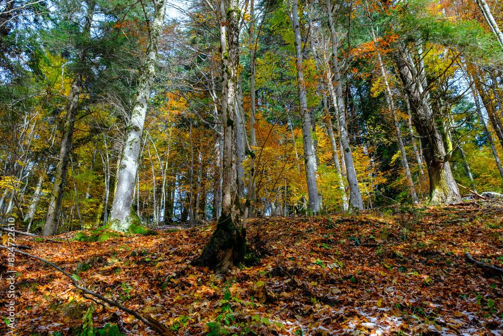 Obraz premium autumn foliage in the forest