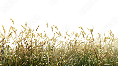 Fresh field with grass and yellow flowers green grass isolated against a transparent background. blurry blue sky with clouds. natural leaf border background