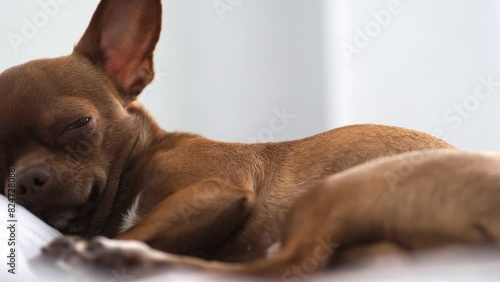 A small brown dog lying on the bed. The cute chihuahua dog is sleeping. A purebred puppy is lying on the couch. A comfortable dog's life. A dog's life. A close-up of a pet.