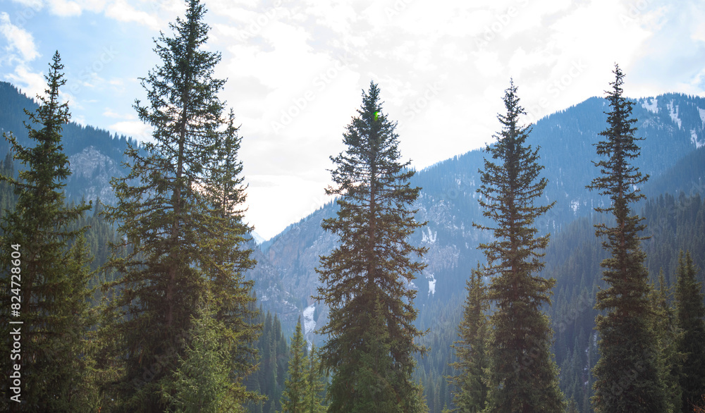 tall evergreen trees standing prominently in the foreground, with a dense forest on a mountain slope under a hazy sky in the background tall evergreen trees standing prominently in the foreground, with a dense forest on a mountain slope under a hazy sky in the background