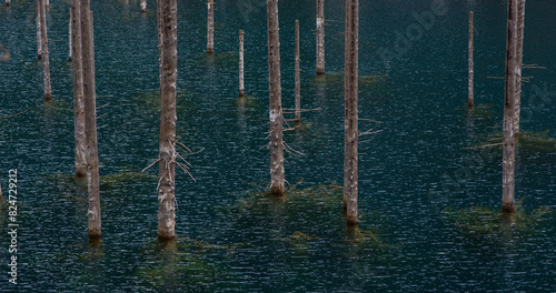 a close view of a group of stark  bare tree trunks standing in the still waters of a lake  creating a patterned appearance on the water s surface.