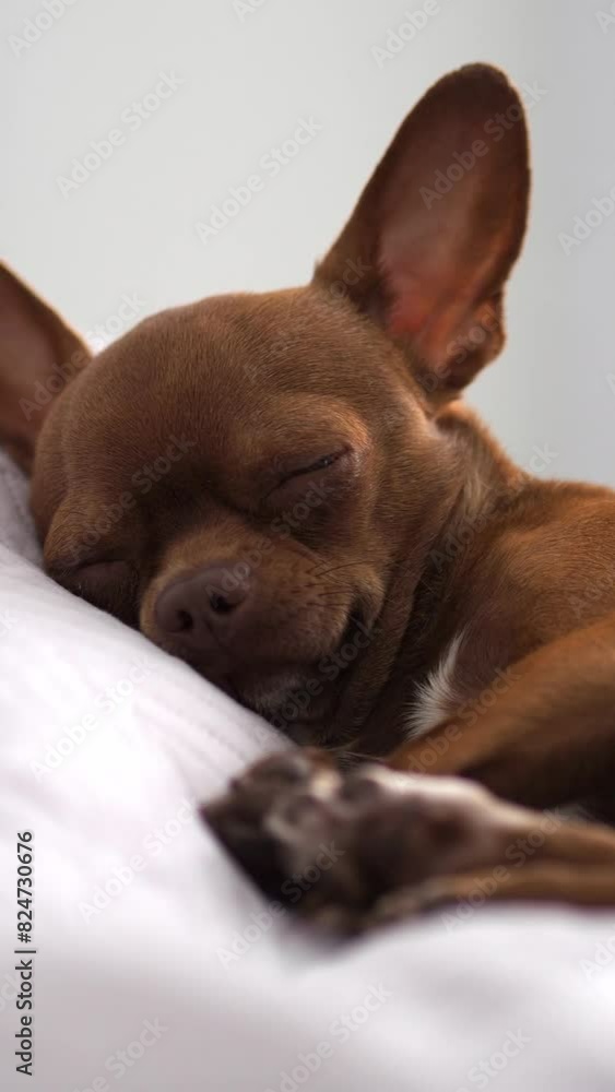 Portrait of a sleeping dog in close-up. A dog lying on the bed. A purebred brown chihuahua. Cute shaggy baby. Parenthood. A beloved pet. Portrait of a sleeping dog in close-up. A dog lying on the bed. A purebred brown chihuahua. Cute shaggy baby. Parenthood. A beloved pet.